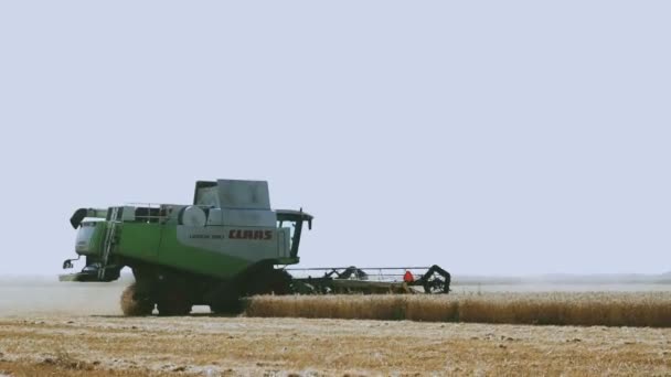 Сучасний збір врожаю в полі. Збирає пшеницю. Жнива, тяжка праця. — стокове відео