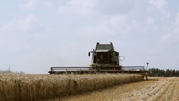 Сучасний збір врожаю в полі. Збирає пшеницю. Жнива, тяжка праця. — стокове відео