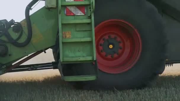 Los agricultores en cosechadora cosechadora recogen trigo maduro en el campo rural. espigas doradas de cultivo de cereales maduros, cultivo orgánico de grano limpio . — Vídeo de stock