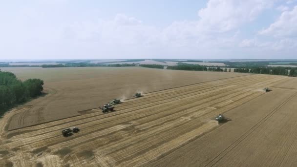 Widok z lotu ptaka Kombajny zbożowe zbiera pszenicę — Wideo stockowe