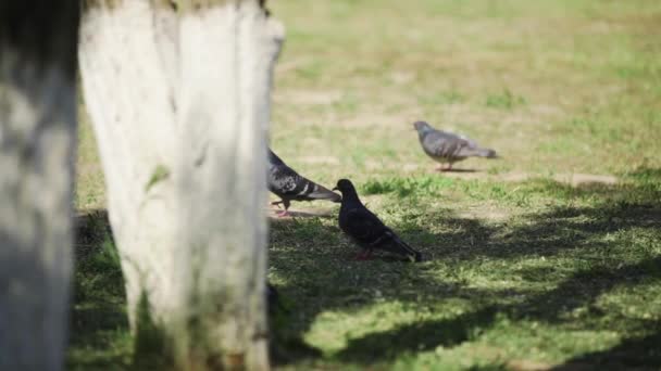 Голуби питаются травой в парке — стоковое видео