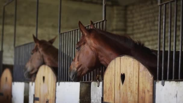 Kagańce koni wyglądają z boksu, konie w stajni. — Wideo stockowe