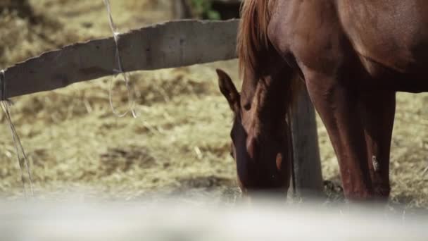 Коричневая лошадь ест сено в стойле — стоковое видео