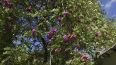 Baharda botanik bahçesinde çiçek açan güzel pembe leylak çiçekleri