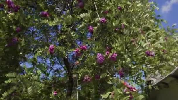 Hermosas flores de color rosa lila en el jardín botánico en la primavera — Vídeos de Stock