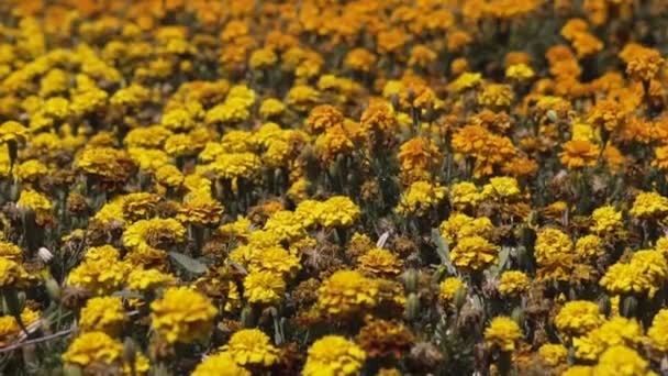 Marigolds ou Tagetes erecta flor na natureza ou jardim — Vídeo de Stock