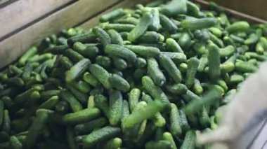 Sebzelerin İşlenmesi İçin Otomatik Hat. Salatalığı koruyorum. Konserve salatalık. Salatalık ve baharatlı cam kavanozlar..