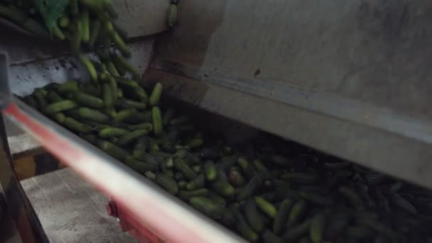 Travailleur verse des concombres à partir d'une grille verte. Ligne automatique pour le traitement des légumes. Préserver le concombre. Concombres en conserve. Pots en verre avec concombres et épices . — Video