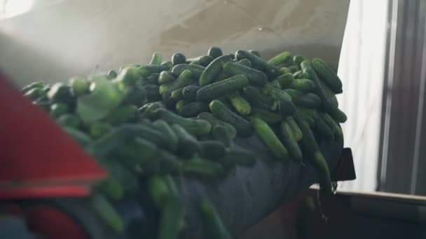 Automatische lijn voor de verwerking van groenten. Behoud van komkommer. Komkommers in blik. Glazen potten met komkommers en specerijen. — Stockvideo