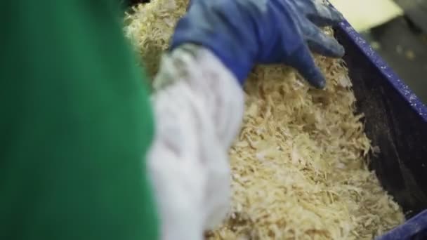 Gefermenteerde kool. Rode plaat zuurkool, gepekelde witte kool. — Stockvideo