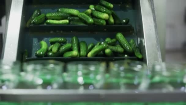 Konzervgyár. Automatikus sor zöldségek feldolgozására. Konzerv uborka. Üvegedények uborkával és fűszerekkel a szállítószalagon — Stock videók