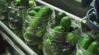 Konserve fabrikası. Sebze işlemek için otomatik hat. Konserve salatalık. Taşıyıcıda salatalık ve baharat bulunan cam kavanozlar.