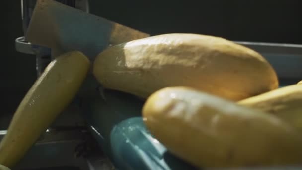 Zucchine crude in un impianto di lavorazione delle verdure. Moderno impianto per la lavorazione delle zucchine . — Video Stock