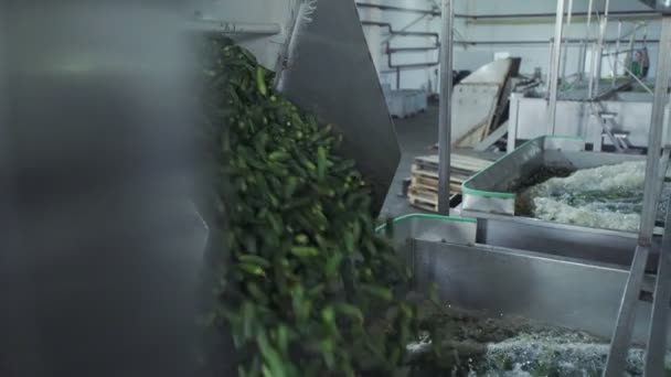 채소 가공을 위한 자동 세척 라인. 쿠 쿠 럼버를 보호하는 거지. 통조림 오이. 오이와 향신료가 담긴 유리병. — 비디오