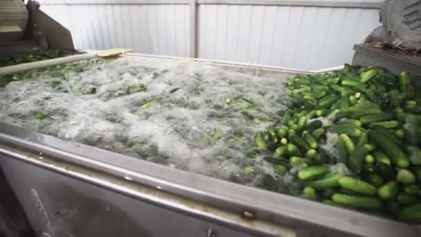Automatisk tvättlina för bearbetning av grönsaker. Bevarar gurka. Gurkor på burk. Glasburkar med gurka och kryddor. — Stockvideo