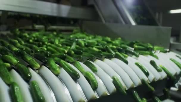 Ligne automatique pour le traitement des légumes. Préserver le concombre. Concombres en conserve. Pots en verre avec concombres et épices . — Video