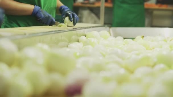 Línea de Selección de Cebolla. Trabajadores de la cinta transportadora cortan cebolla — Vídeos de Stock