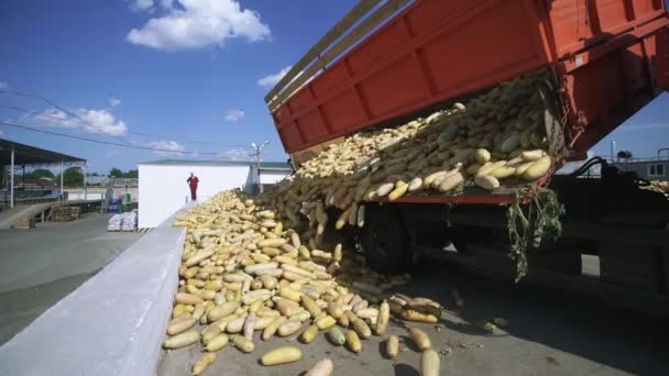 Un camión de basura vierte una gran cosecha de calabaza — Vídeo de stock