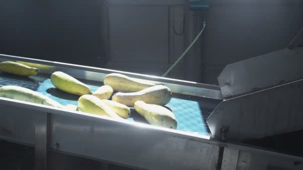 Автоматическая линия по переработке овощей. Сохранение сквоша  . — стоковое видео