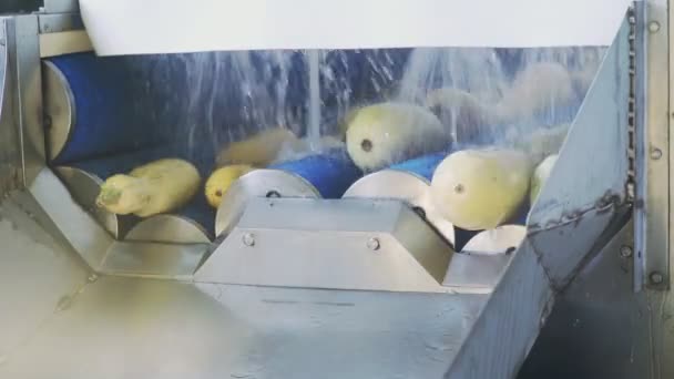 Linea automatica per la lavorazione delle verdure. Linea di lavaggio zucchine — Video Stock