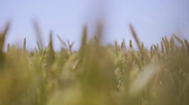 Buğday tarlası. Tarlada altın buğday kulakları