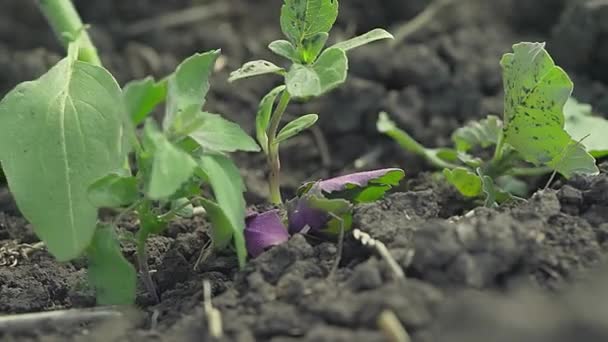 Mannelijke handen verwijderen onkruid uit de tuin. — Stockvideo