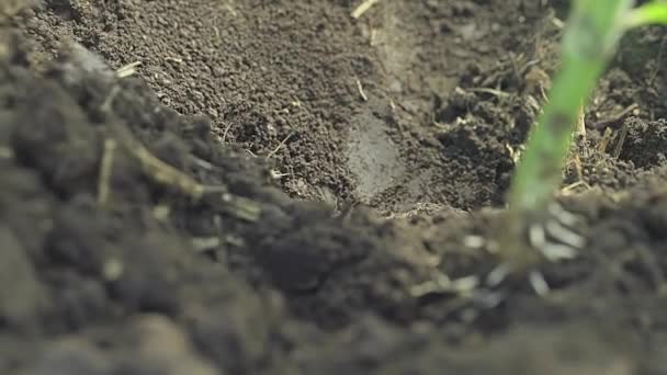 Hombre agricultor manos plantación verde plántulas en el suelo — Vídeo de stock