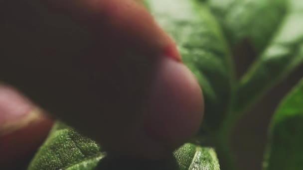 Manlig hand skakar en larv på gröna löv, makro — Stockvideo