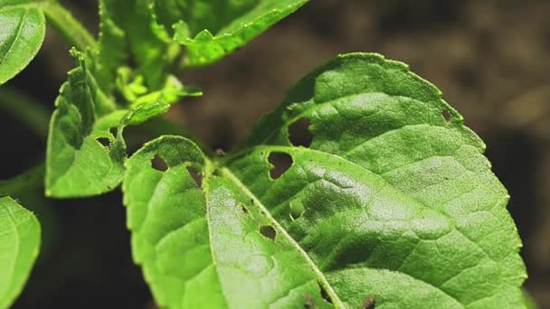 Гусеница ест листья на зеленом дереве в летнем саду — стоковое видео