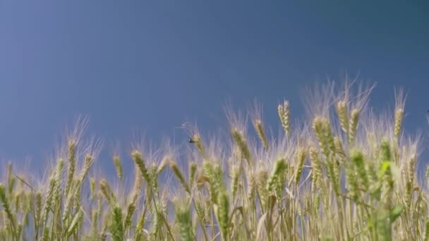 麦田田里金黄的麦穗 — 图库视频影像