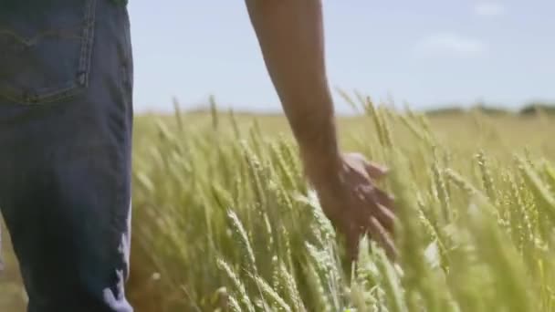 Güneşli bir sonbahar günü altın tarlasında erkek eli, sarı olgun buğday dikenlerine dokunur.. — Stok video