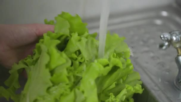 Großaufnahme Köchin wäscht frisches Salatgemüse — Stockvideo