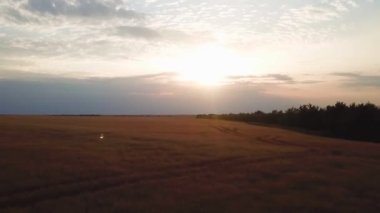 Altın buğday tarlasının havadan görünüşü. Hava videosu.