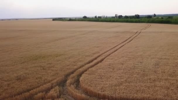 Widok z lotu ptaka na złote pole pszenicy. Filmik z powietrza. — Wideo stockowe