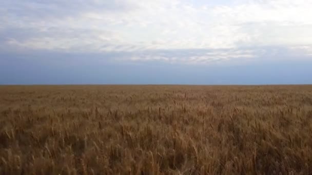 Vue aérienne du champ de blé doré. Vidéo aérienne . — Video