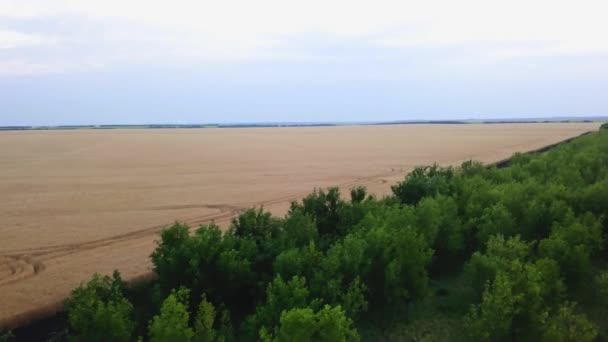 Vista aérea del campo de trigo dorado. Vídeo aéreo . — Vídeo de stock