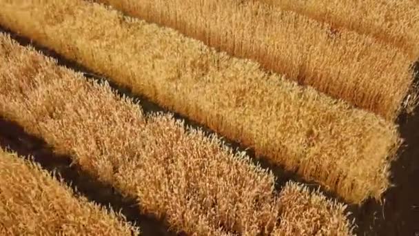 Aerial view of golden wheat field. Aerial video. — Stock Video