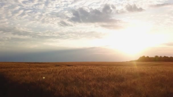 Vue aérienne du champ de blé doré. Vidéo aérienne .