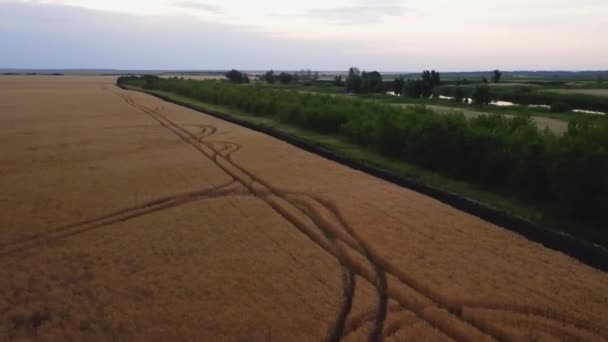 Aerial view of golden wheat field. Aerial video. — Stock Video