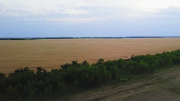 Widok z lotu ptaka na złote pole pszenicy. Filmik z powietrza. — Wideo stockowe