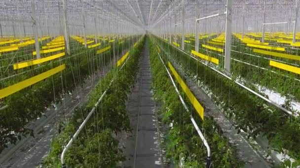 Large glasshouse with growing tomato brushwood. — ストック動画