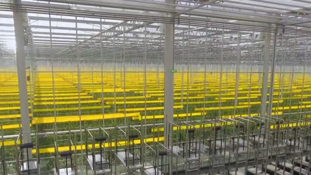 Plantas de tomate verde cultivadas en invernadero, agricultura y agricultura . — Vídeos de Stock