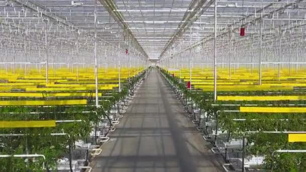 Domates bitkilerinin havadan çekilmiş görüntüleri büyük bir serada, özel ekipmanların üzerinde yetişiyor.. — Stok video