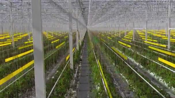 Flygfoto av tomatplantor är i ett stort växthus, växer på en speciell utrustning. — Stockvideo