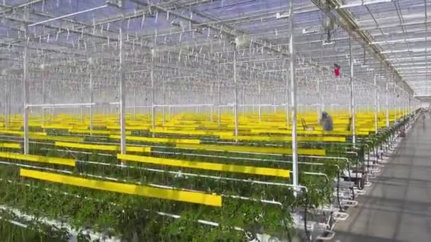 Foto aérea de plantas de tomate están en un gran invernadero, creciendo en un equipo especial . — Vídeo de stock