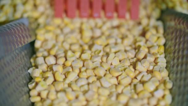 Bevroren maïs beweegt op transportband in slow motion — Stockvideo
