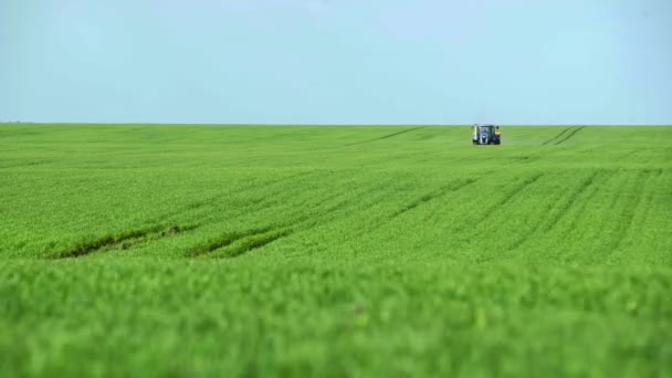 Unge kornskudd på åkeren i rader, en gård for dyrking av mais. Traktoren sprer gjødsel over feltet – stockvideo