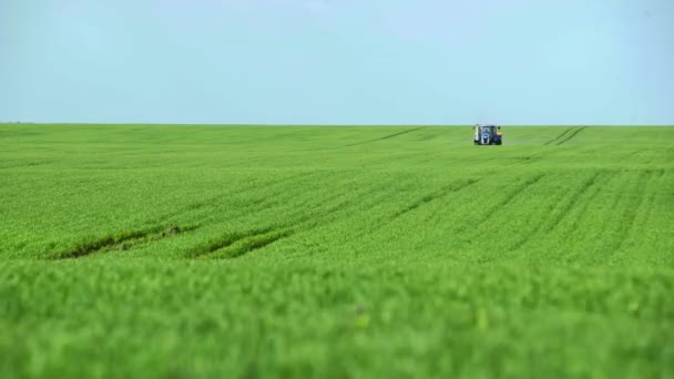 Młode pędy kukurydzy na polu w rzędach, gospodarstwo do uprawy kukurydzy. Ciągnik rozsiewa nawóz po całym polu — Wideo stockowe