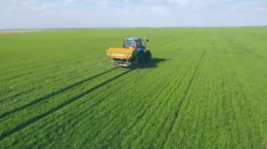 Tarlada mısır filizleri, mısır yetiştirmek için bir çiftlik. Traktör tarlaya gübre yayıyor.