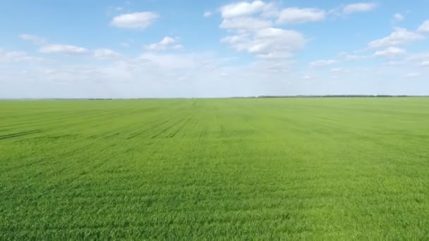Groen landbouwveld van maïs. Blauwe lucht overdag. — Stockvideo